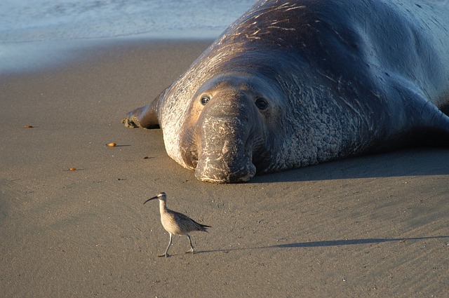 elephant seal on the beach