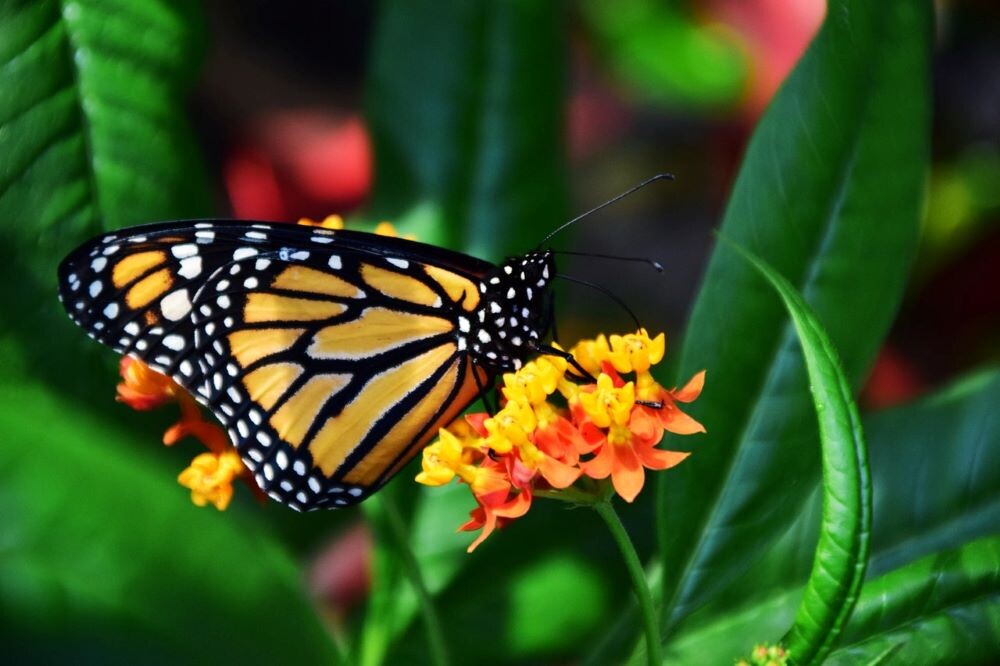 A monarch butterfly sits on an orange flower.