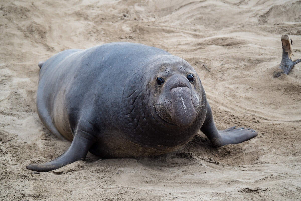 male elephant seal on california beach