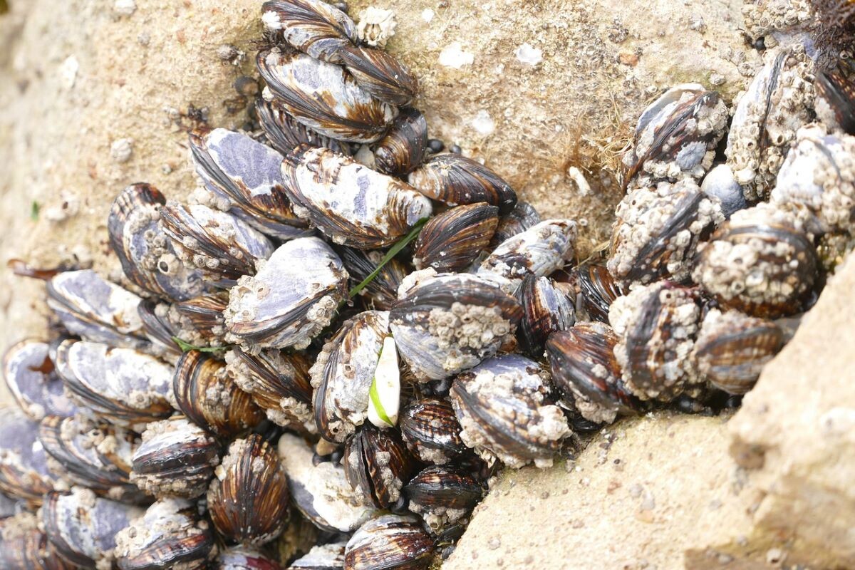 clams on a rock