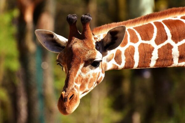 Headshot of a lovely giraffe.