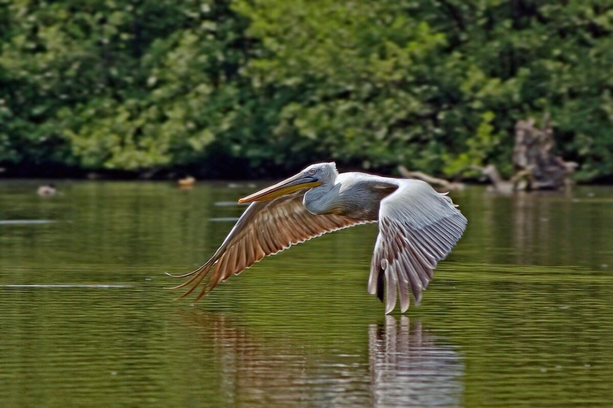 A pelican flying close to the water.