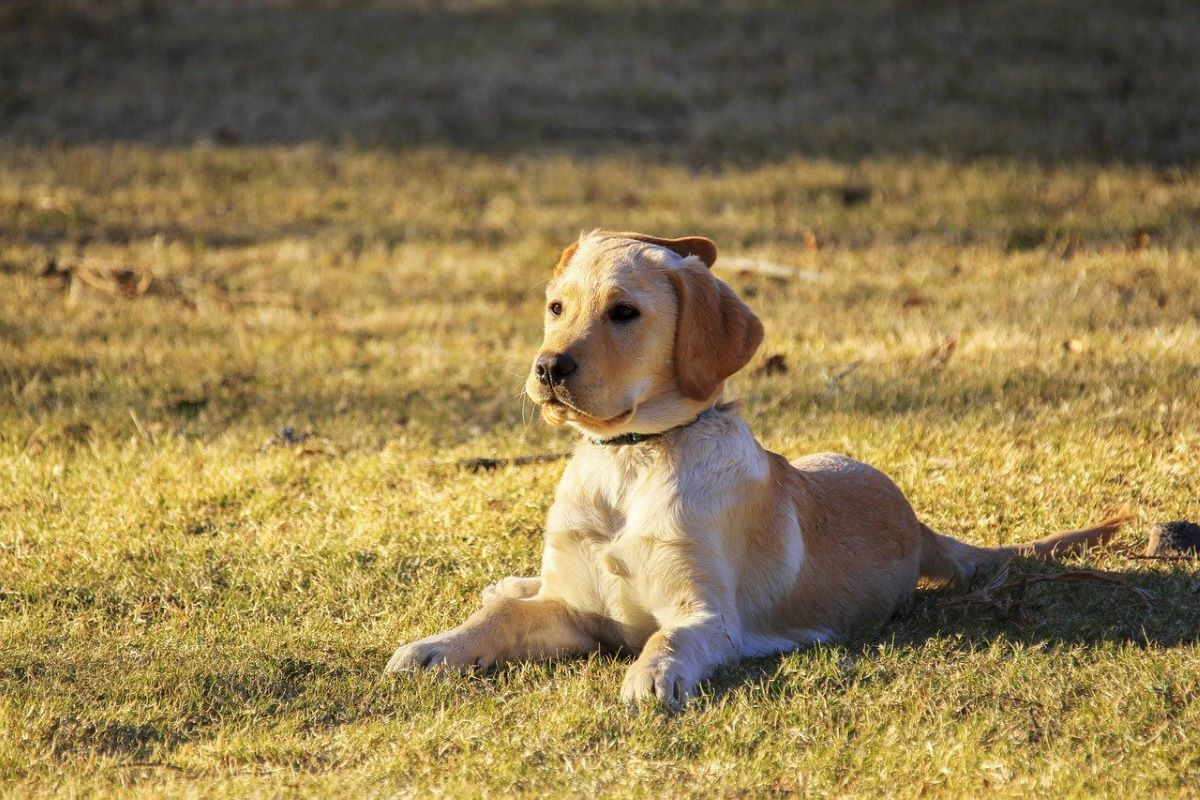 dog laying in grass