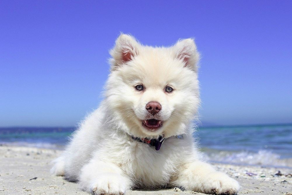 fluffy dog on the sand