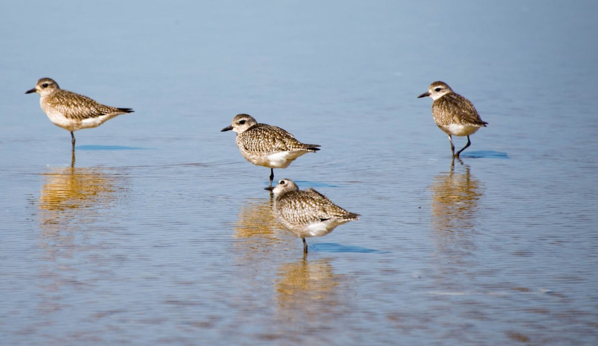 Sandpipers in the shallows at the beach.