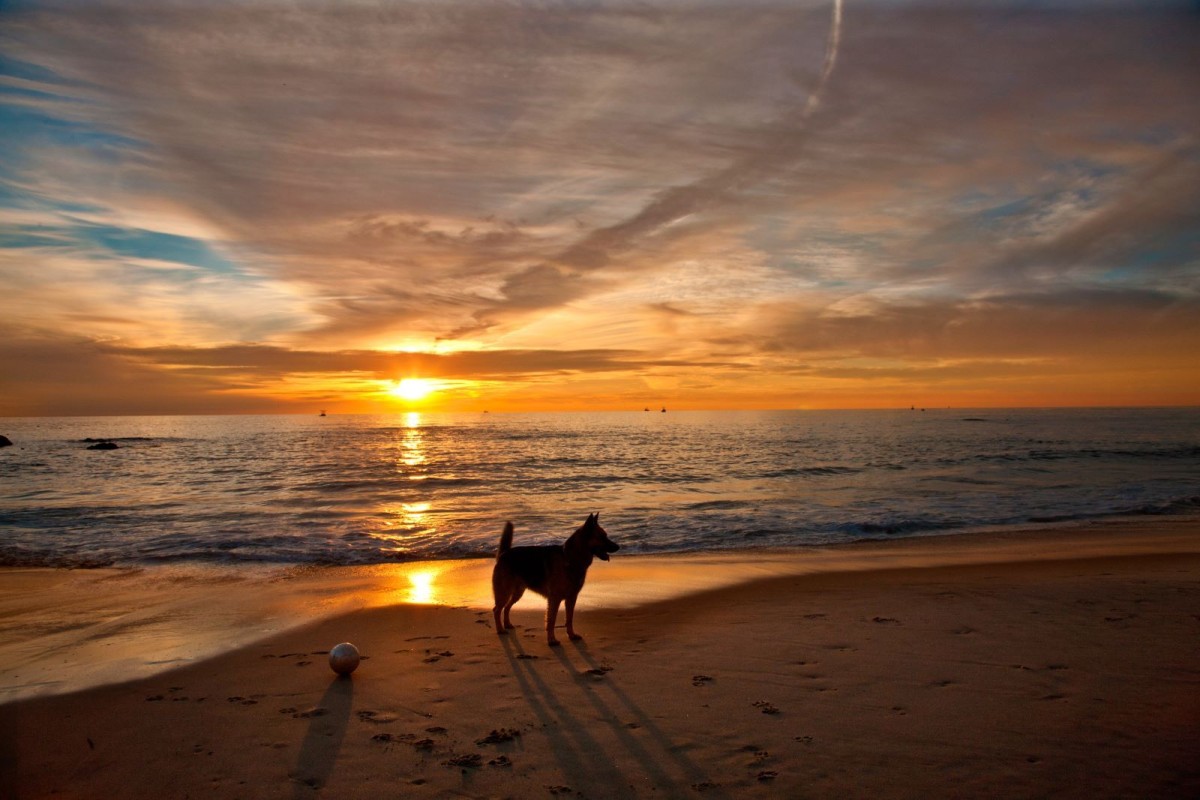 A dog silhouetted against a beach sunset. 