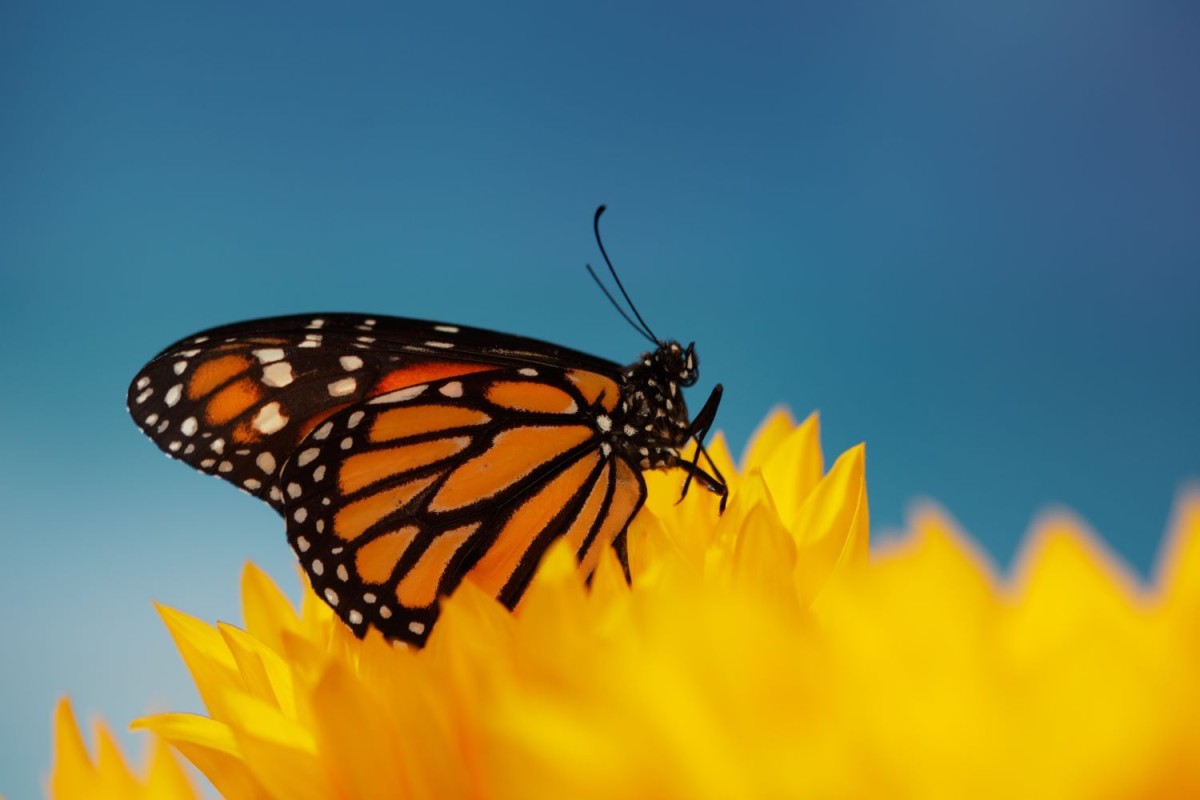 monarch butterfly on a yellow flower
