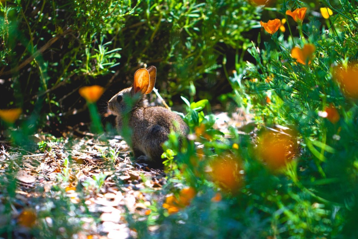 a rabbit in a garden 