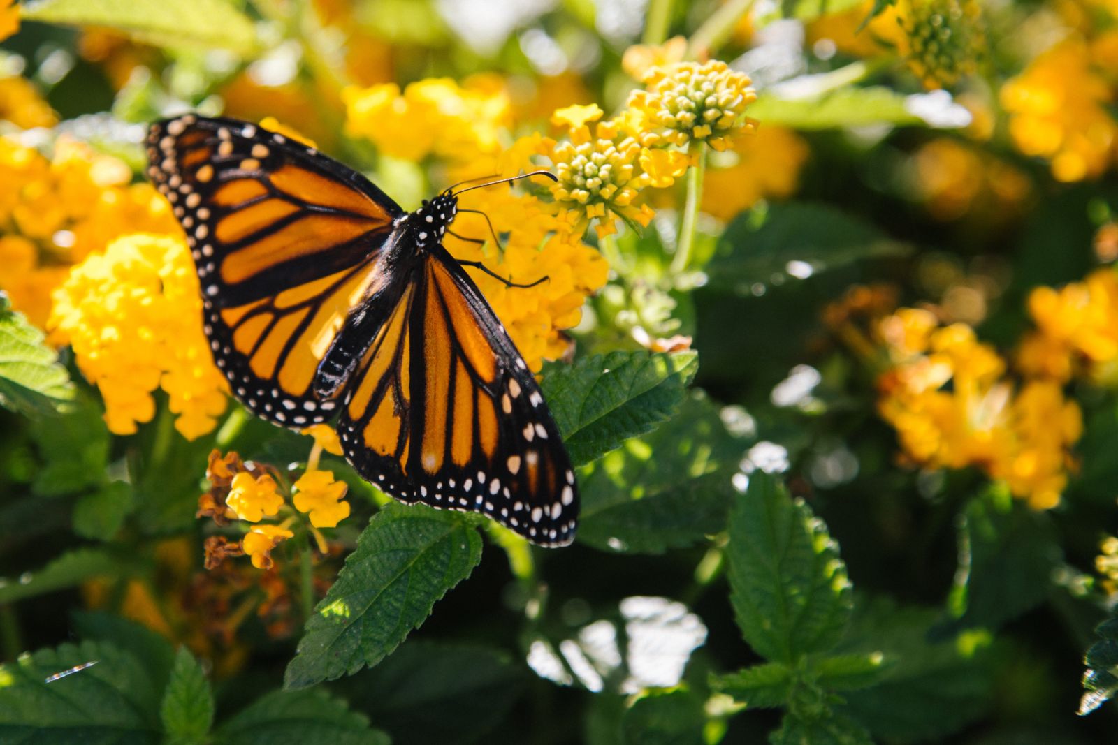 Pismo Beach butterfly grove sees thousands of monarchs