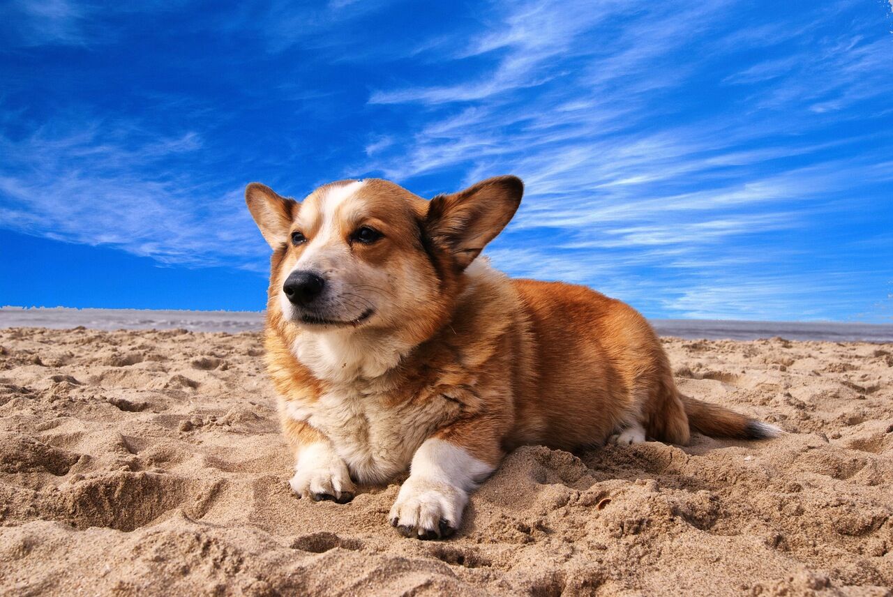 which beaches are dog friendly